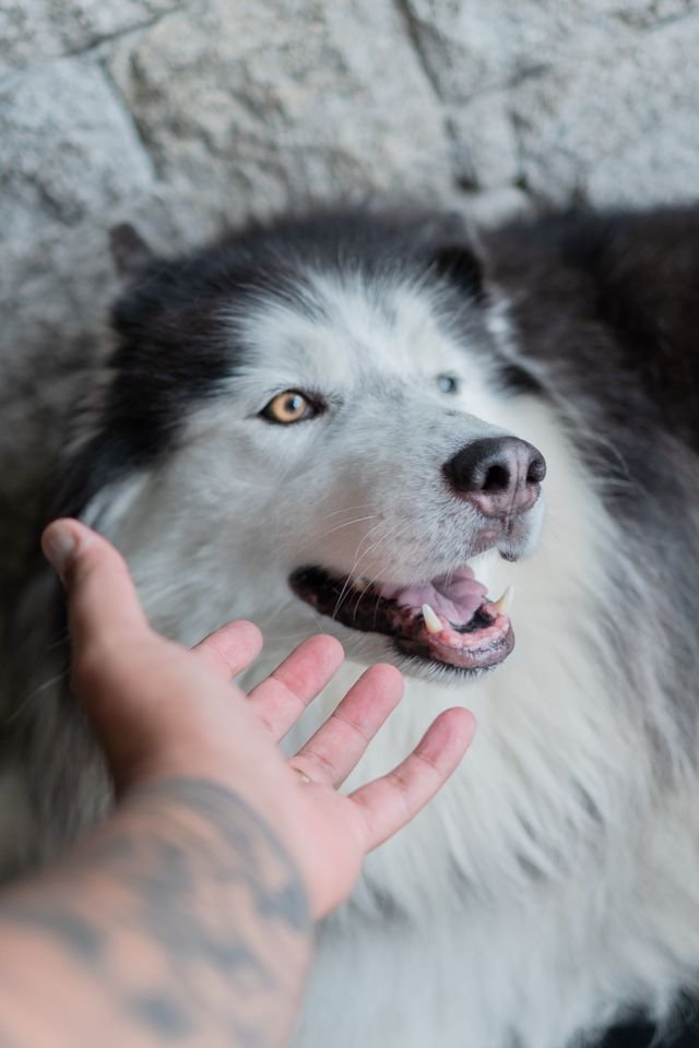 Soft Pet Finger Toothbrush for Dogs